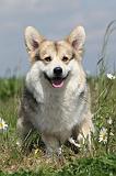 CORGI PEMBROKE 401
